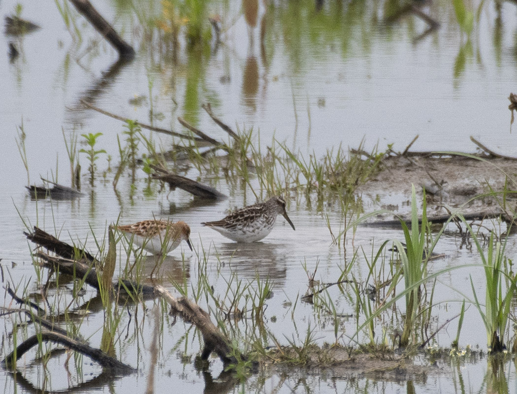 Broad-billed Sandpiper
