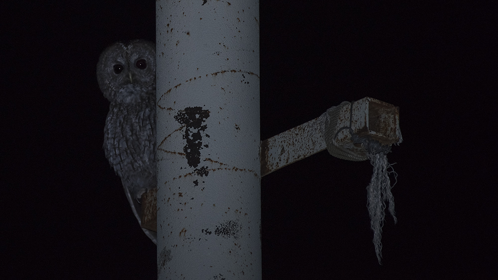 Tawny Owl
