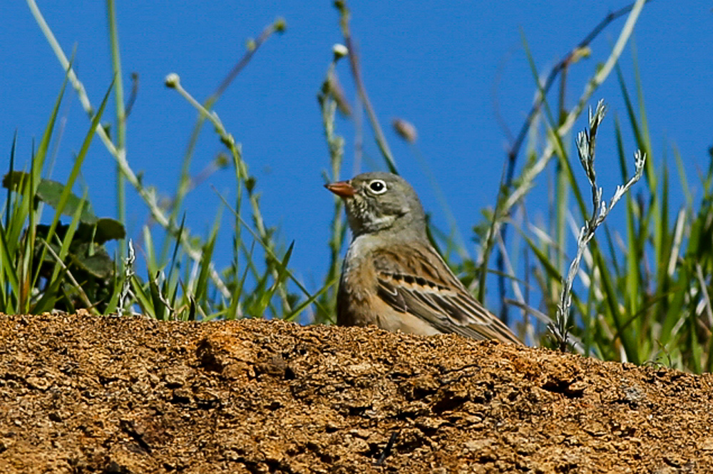 Ortolan Bunting