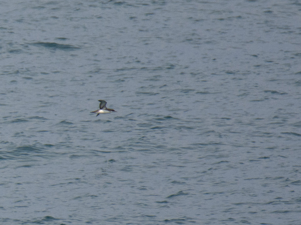 Yelkouan Shearwater