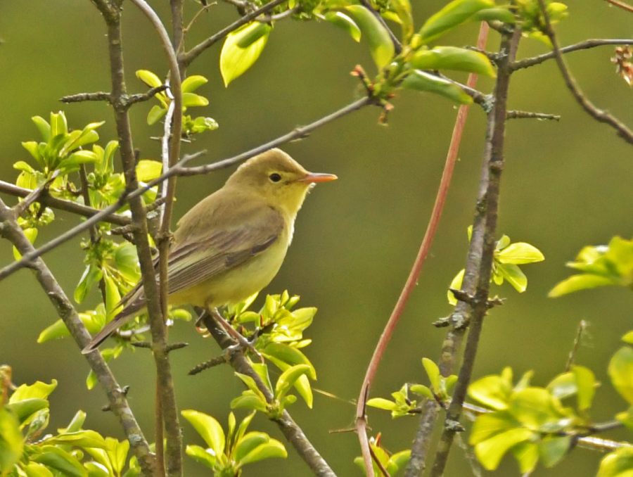 Icterine Warbler