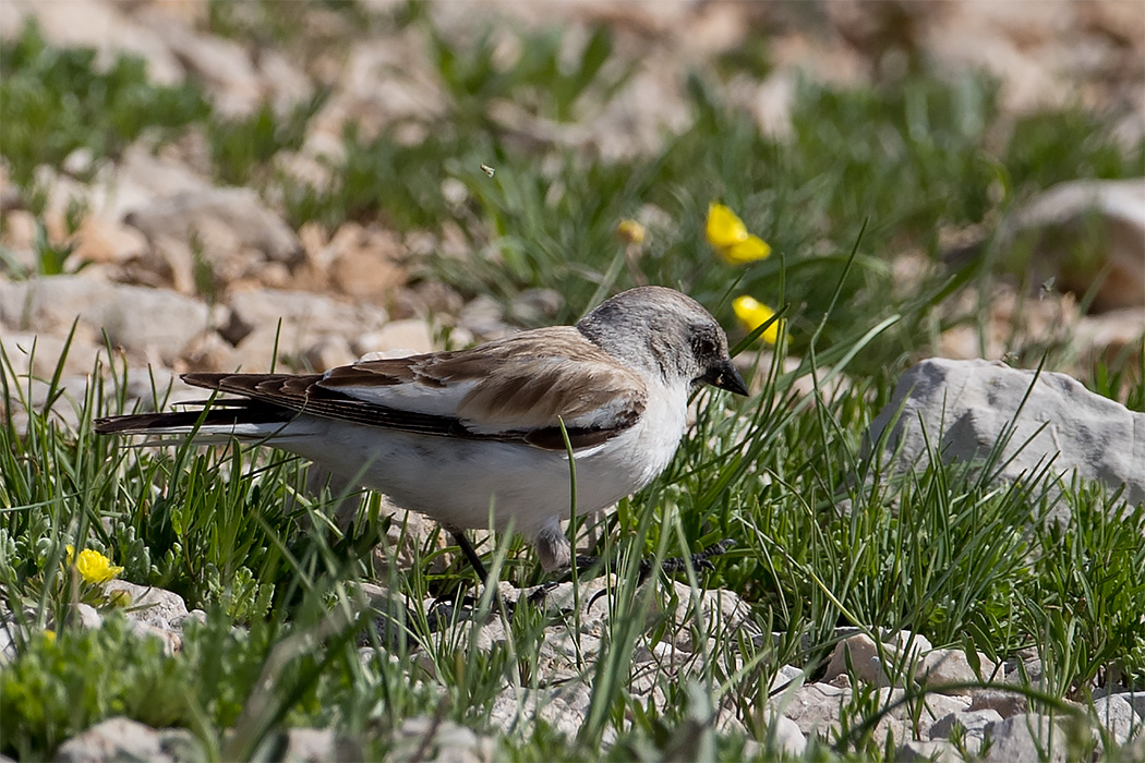 White-winged Snowfinch