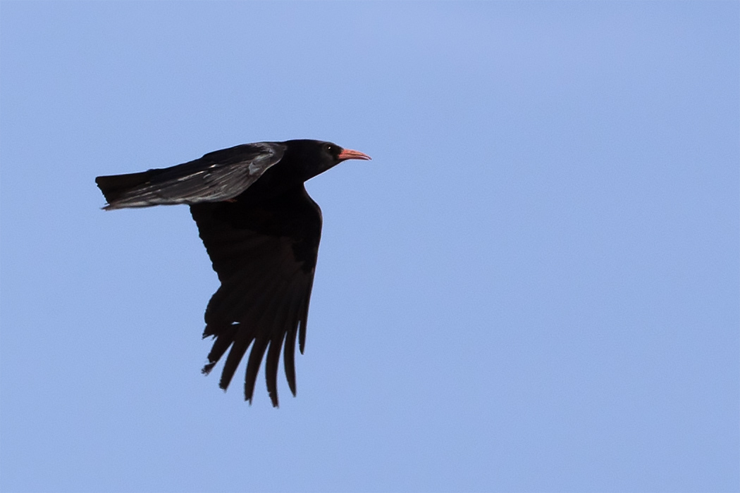 Red-billed Chough