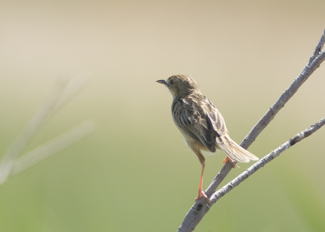 Zitting Cisticola