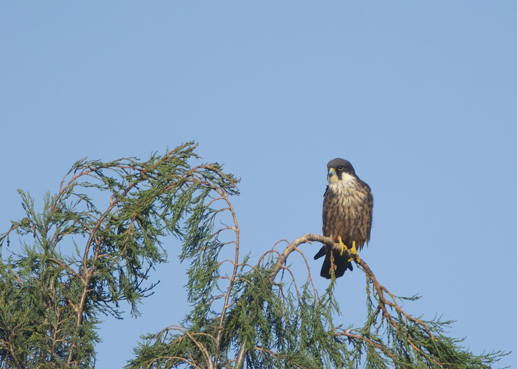 Eleonora`s Falcon