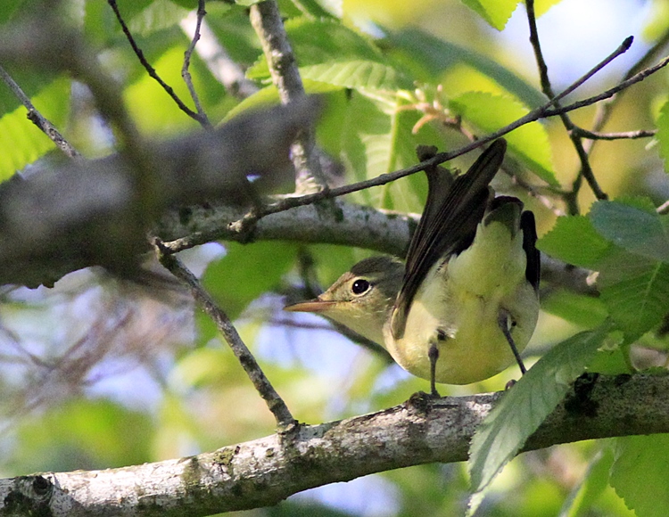Icterine Warbler