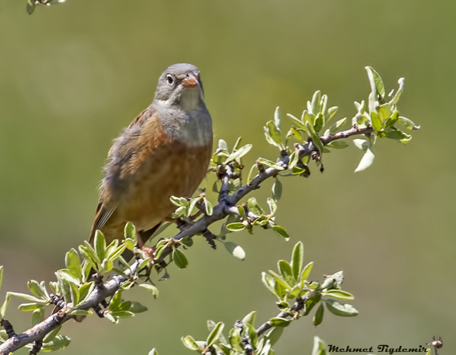Ortolan Bunting