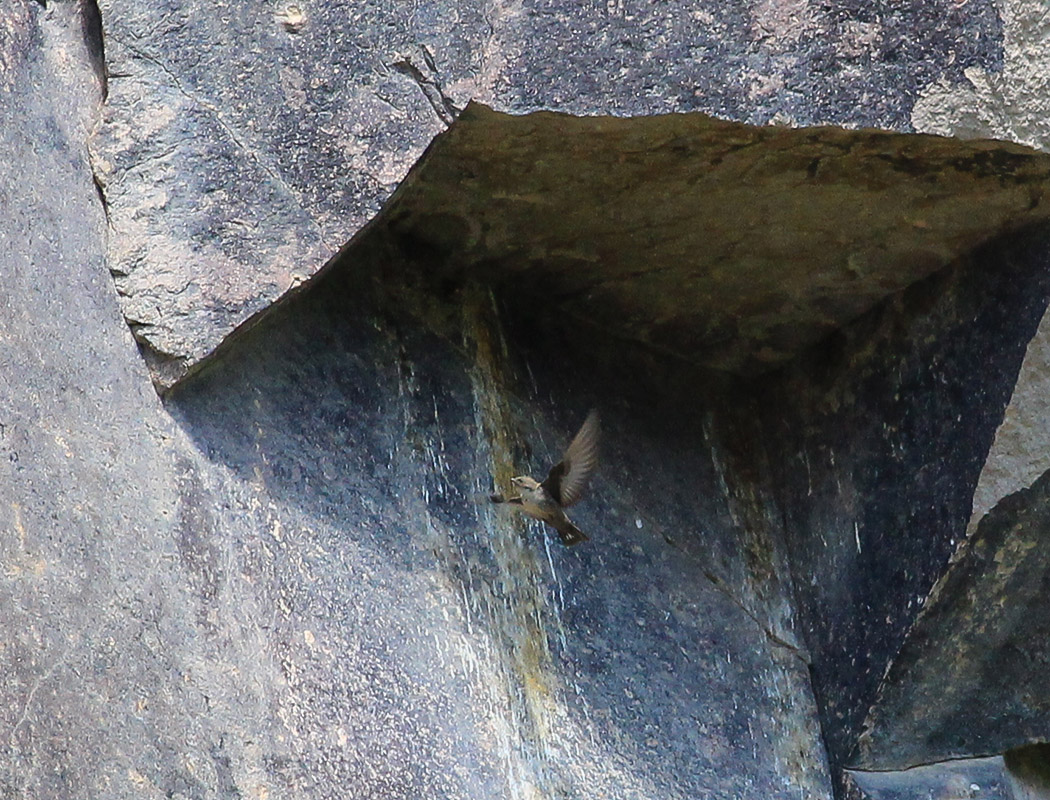 Eurasian Crag Martin