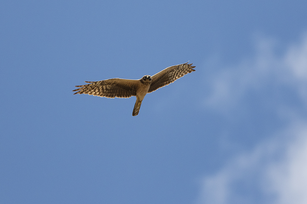 Pallid Harrier