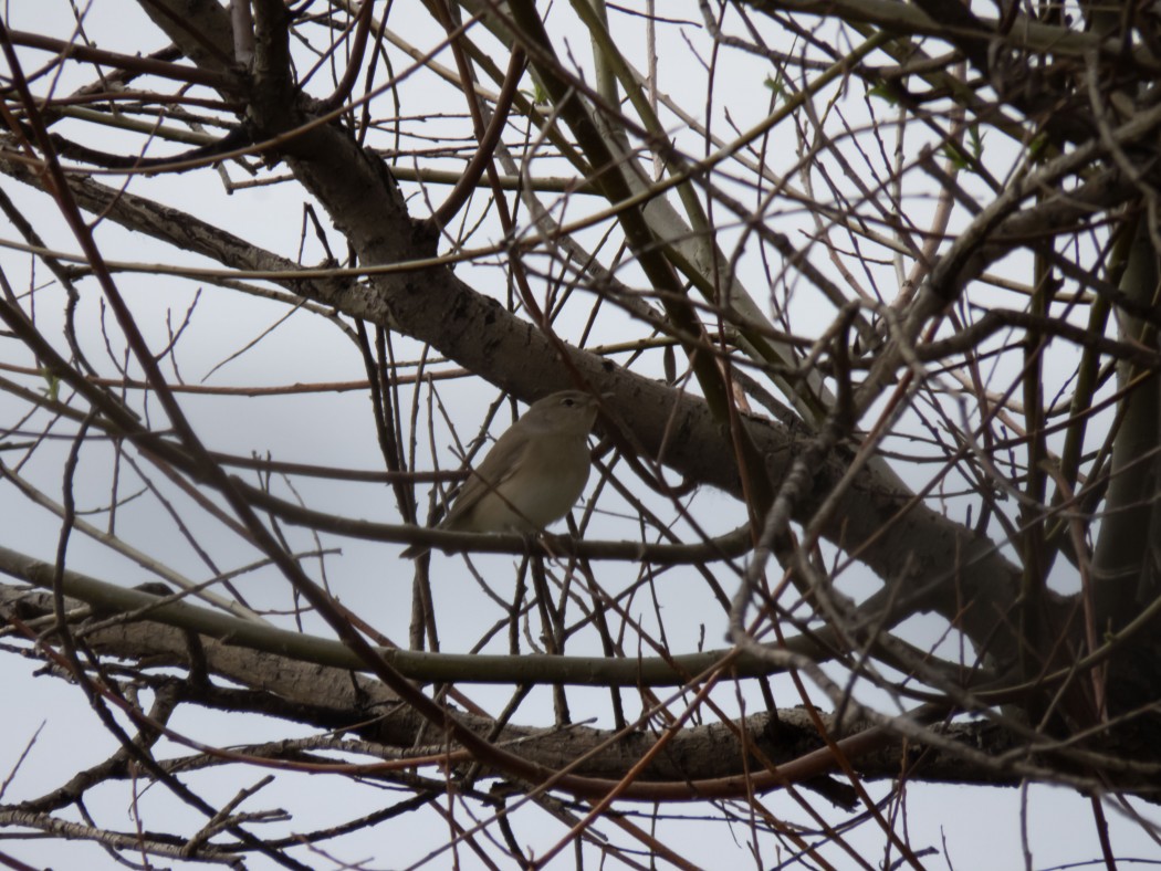 Garden Warbler