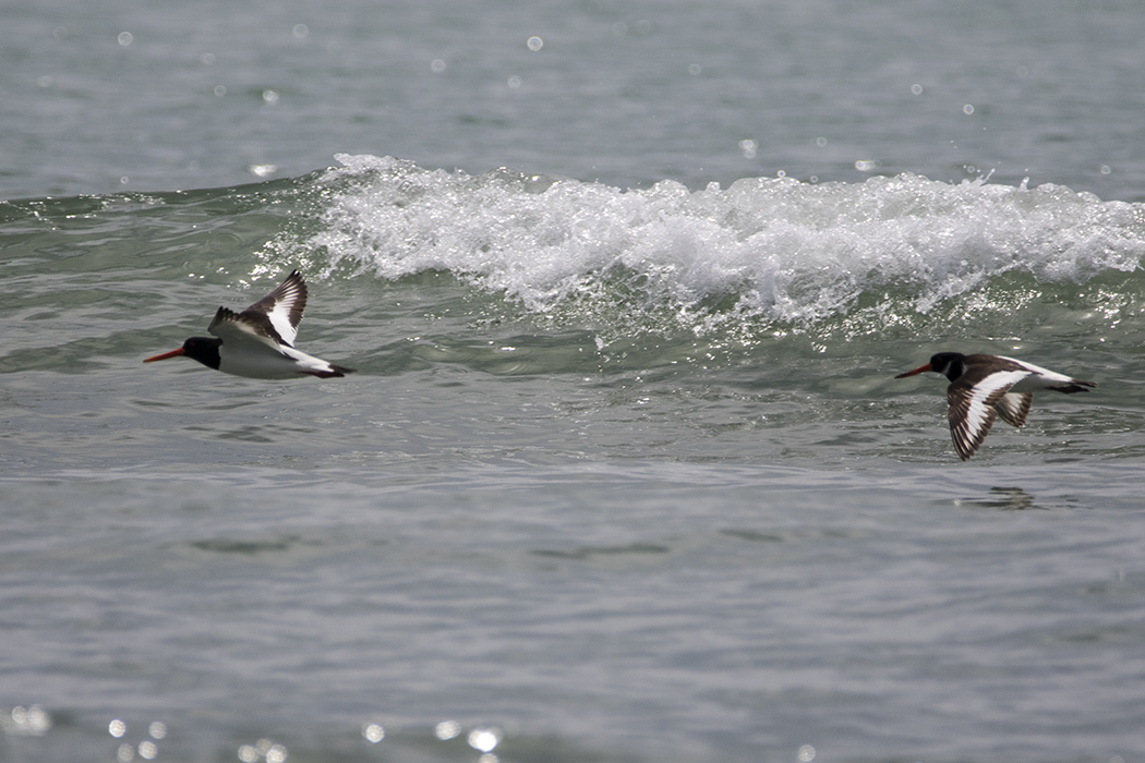 Eurasian Oystercatcher