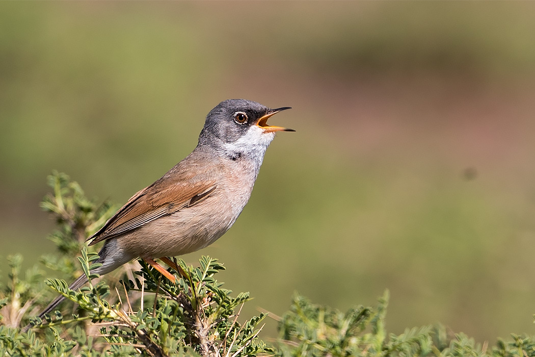 Spectacled Warbler