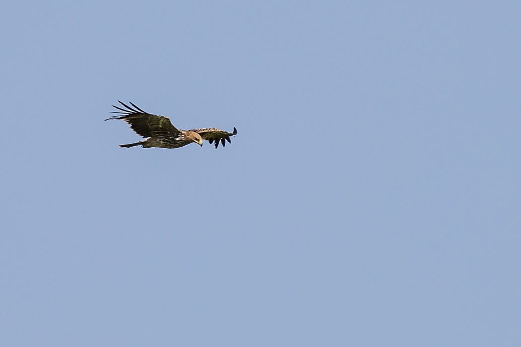 Eastern Imperial Eagle