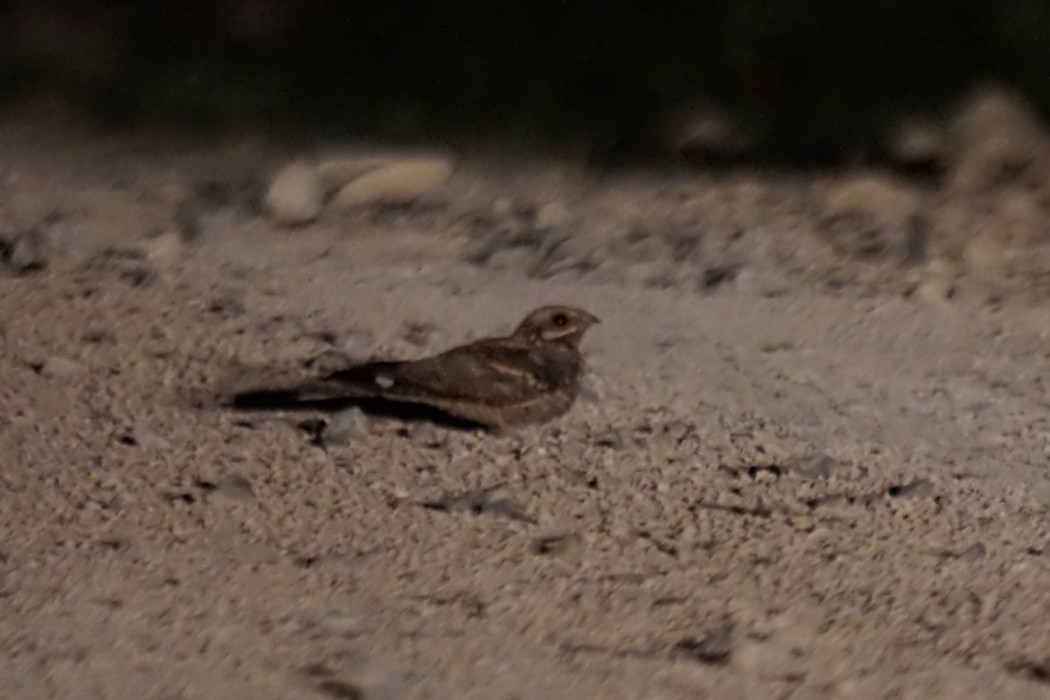 European Nightjar