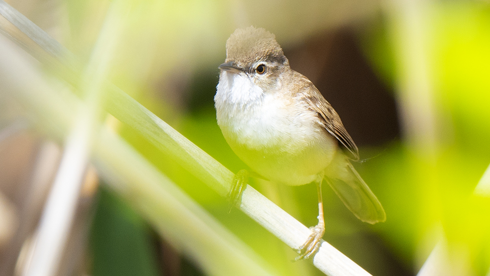 Paddyfield Warbler