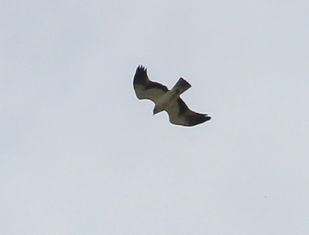Booted Eagle