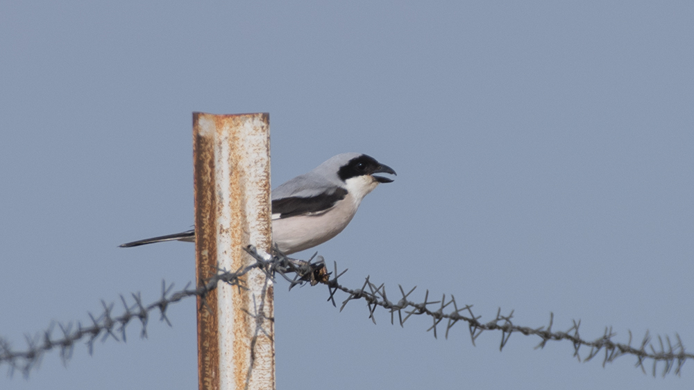 Lesser Grey Shrike
