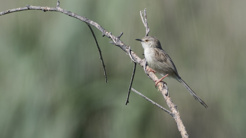 Delicate prinia