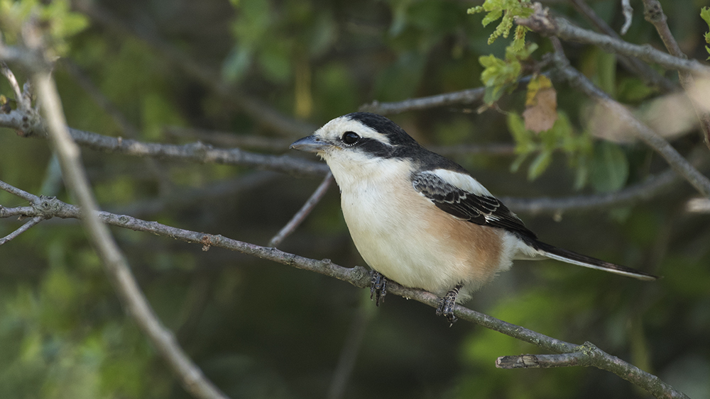Masked Shrike