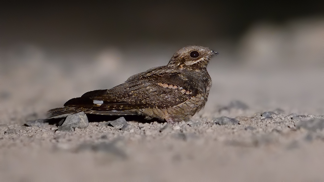 European Nightjar