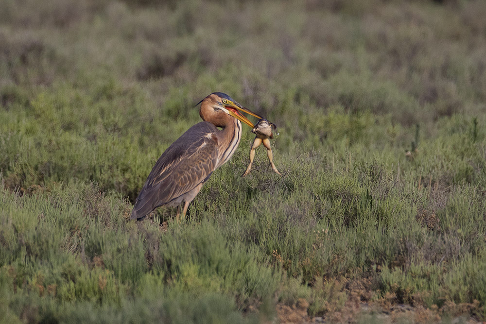 Purple Heron
