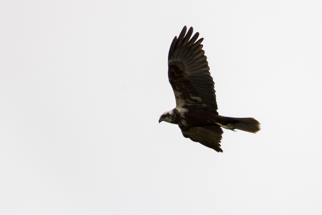 Western Marsh Harrier