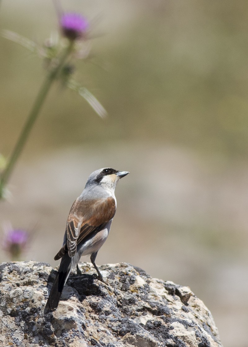 Red-backed Shrike