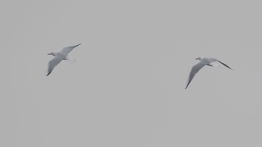 Slender-billed Gull