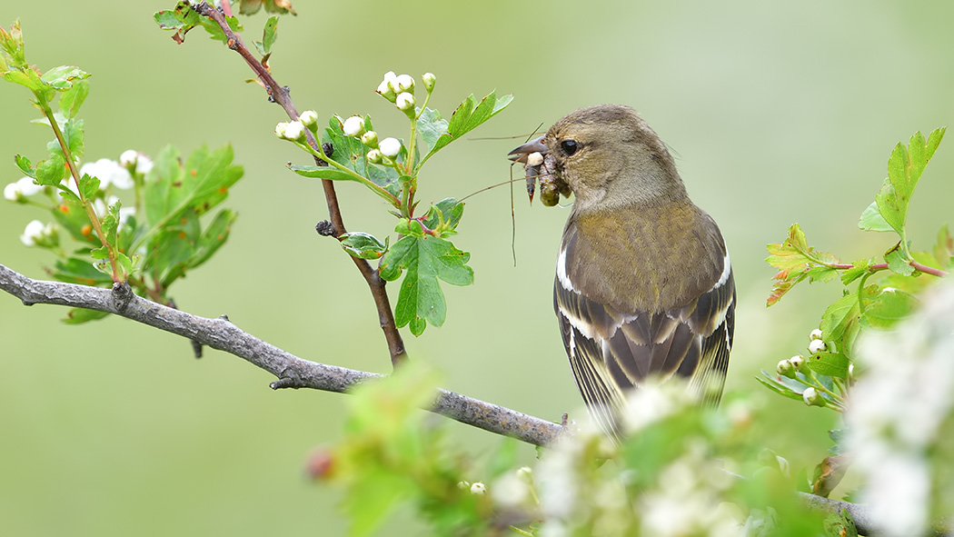 Common Chaffinch