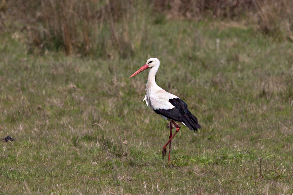 White Stork