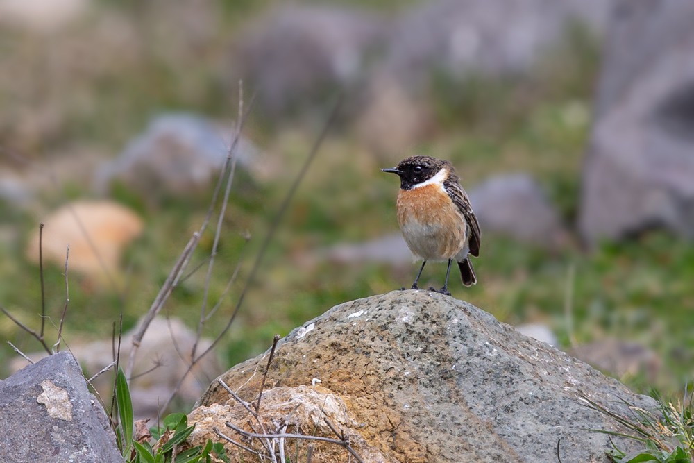 European Stonechat