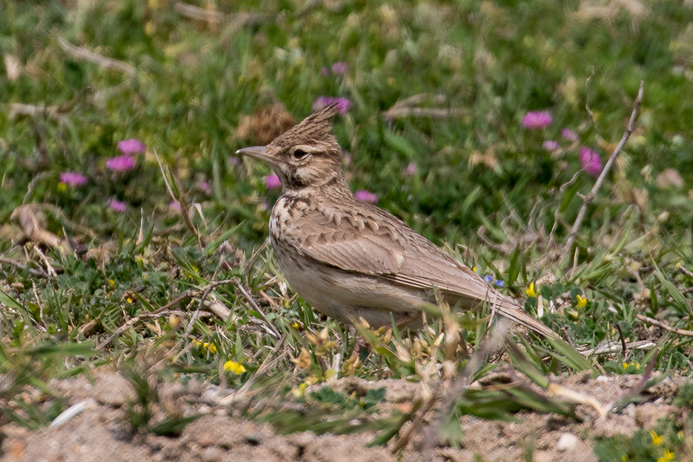 Crested Lark