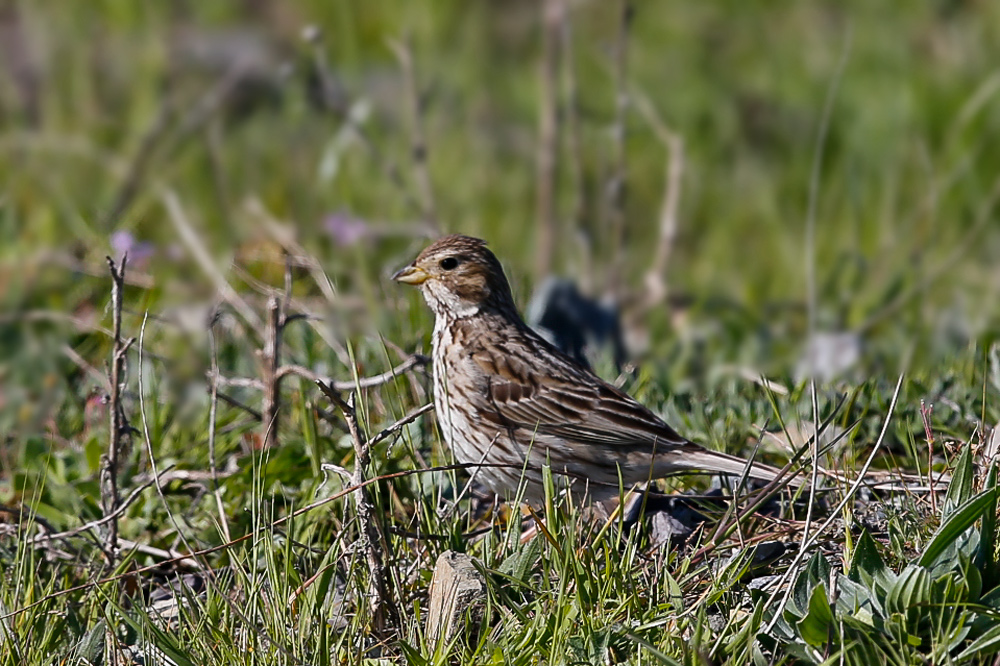 Corn Bunting