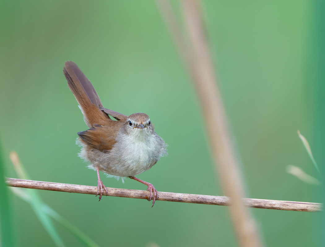 Cetti`s Warbler