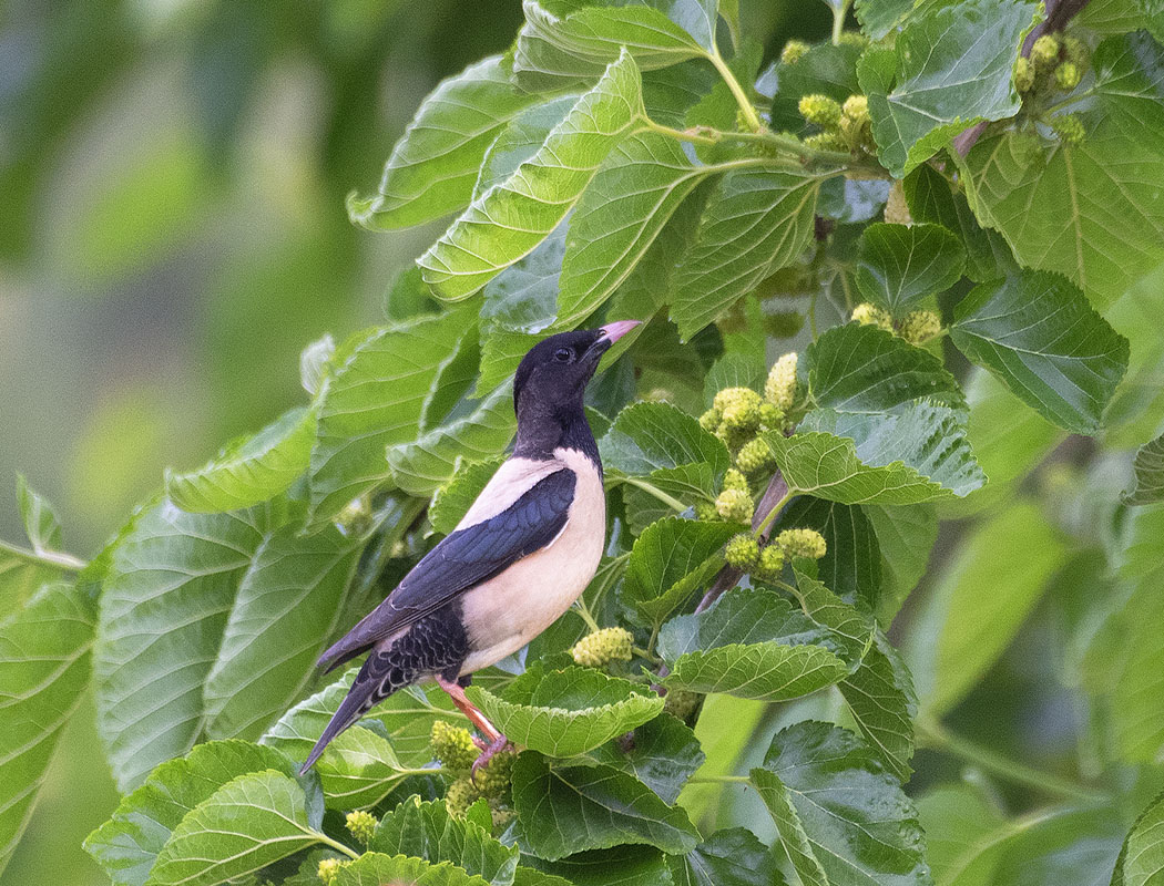 Rosy Starling