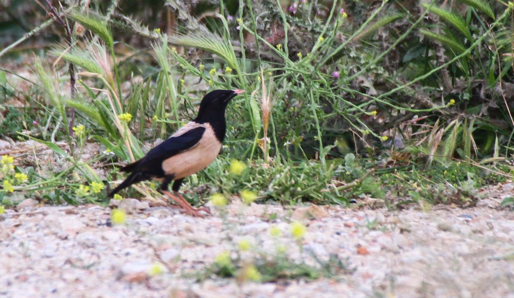 Rosy Starling