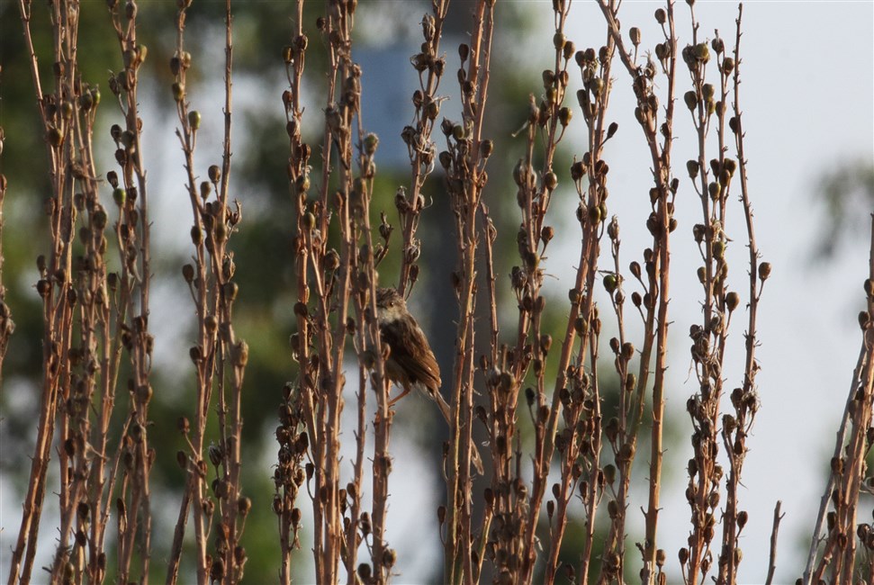 Delicate Prinia
