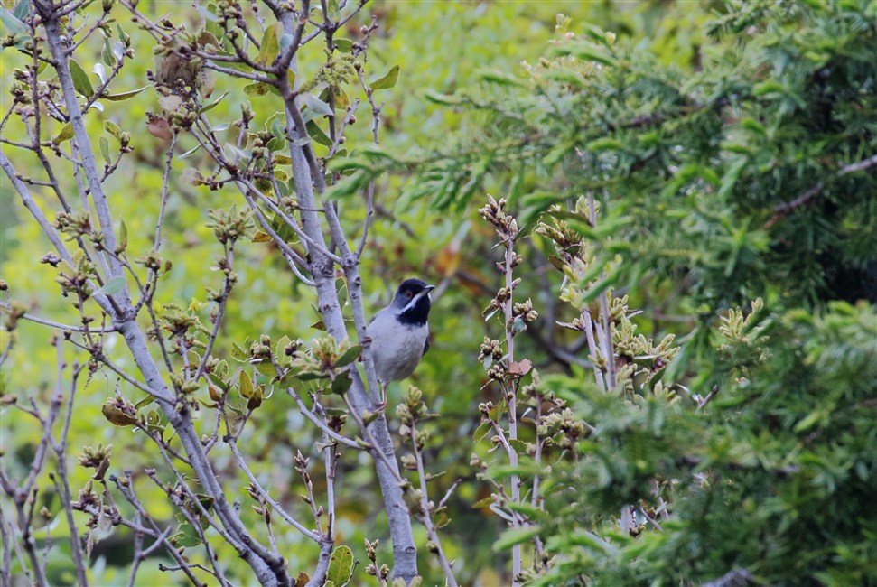 Rüppell`s Warbler