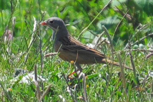 Ortolan Bunting