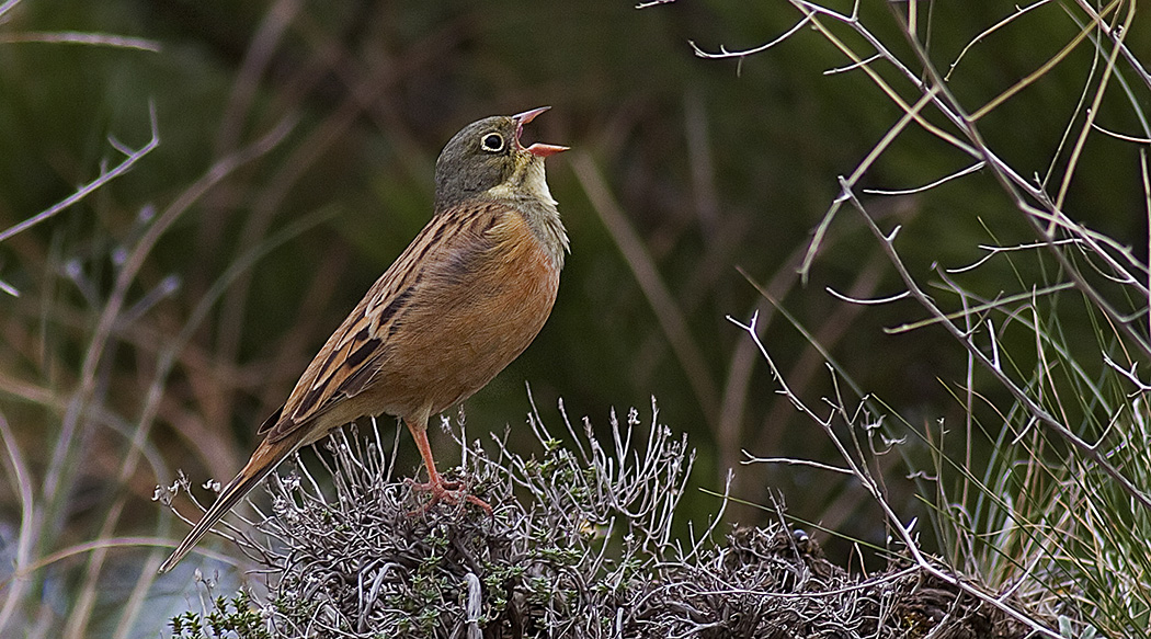 Ortolan Bunting
