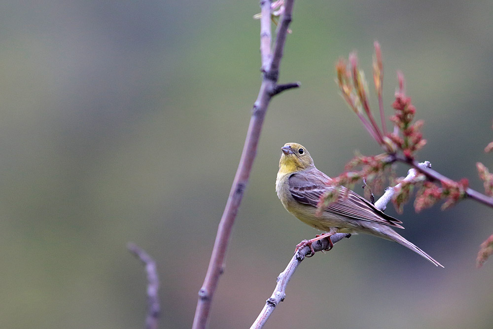 Cinereous Bunting