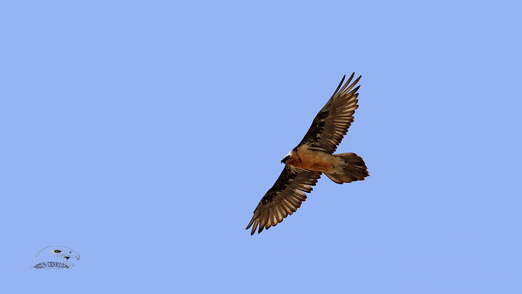 Bearded Vulture