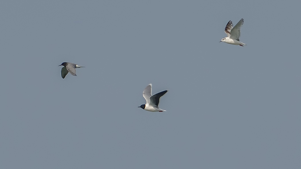 Little Gull