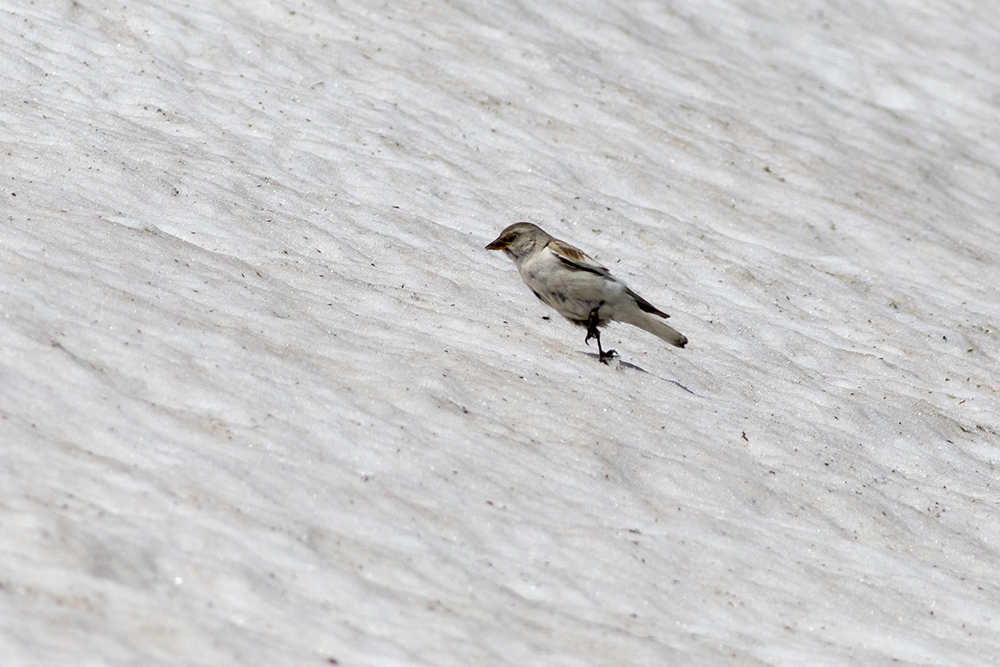 White-winged Snowfinch