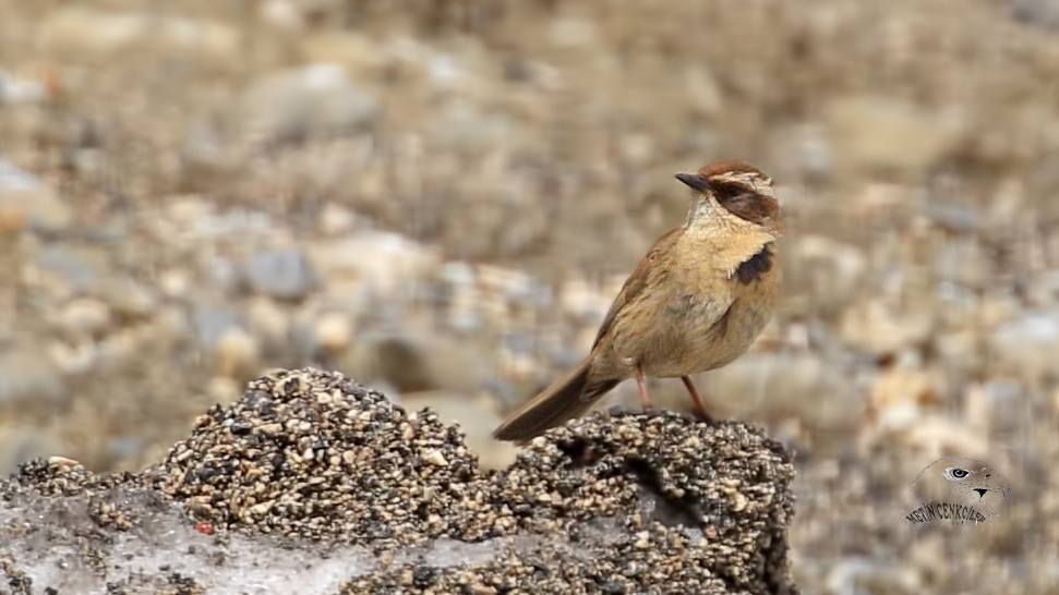 Radde`s Accentor