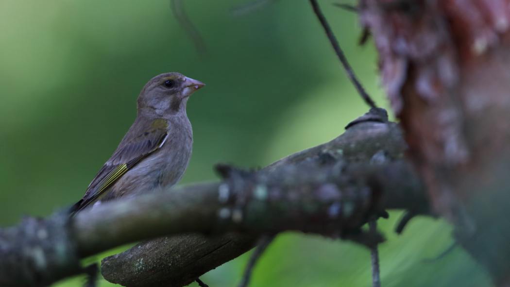 European Greenfinch