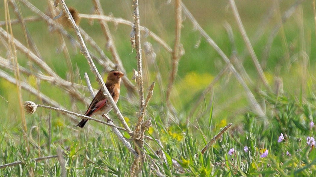 Eurasian Crimson-winged Finch