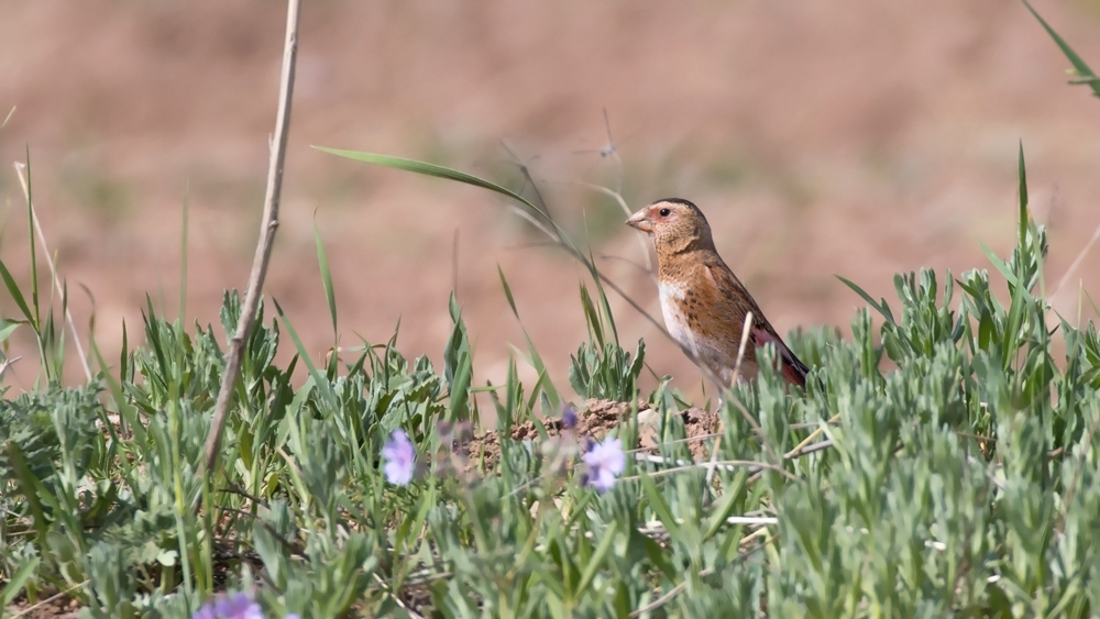Eurasian Crimson-winged Finch