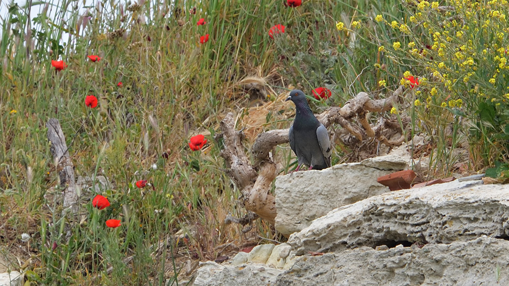 Rock Dove