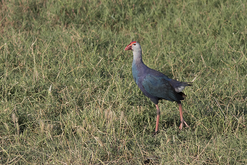 Grey-headed Swamphen